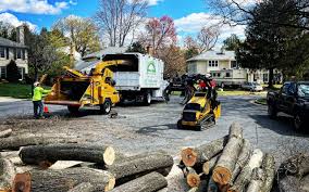 How Our Tree Care Process Works  in  Southwest Ranches, FL