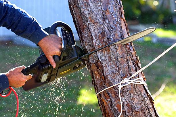 Lawn Pest Prevention in Southwest Ranches, FL